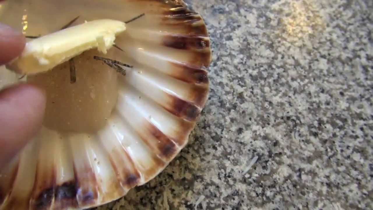 Noix de Saint Jacques cuite dans sa coquille au four de JP Vigato