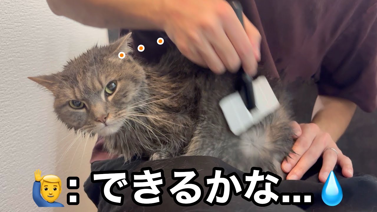 お風呂上がりに不機嫌になった猫を乾かしていきます...