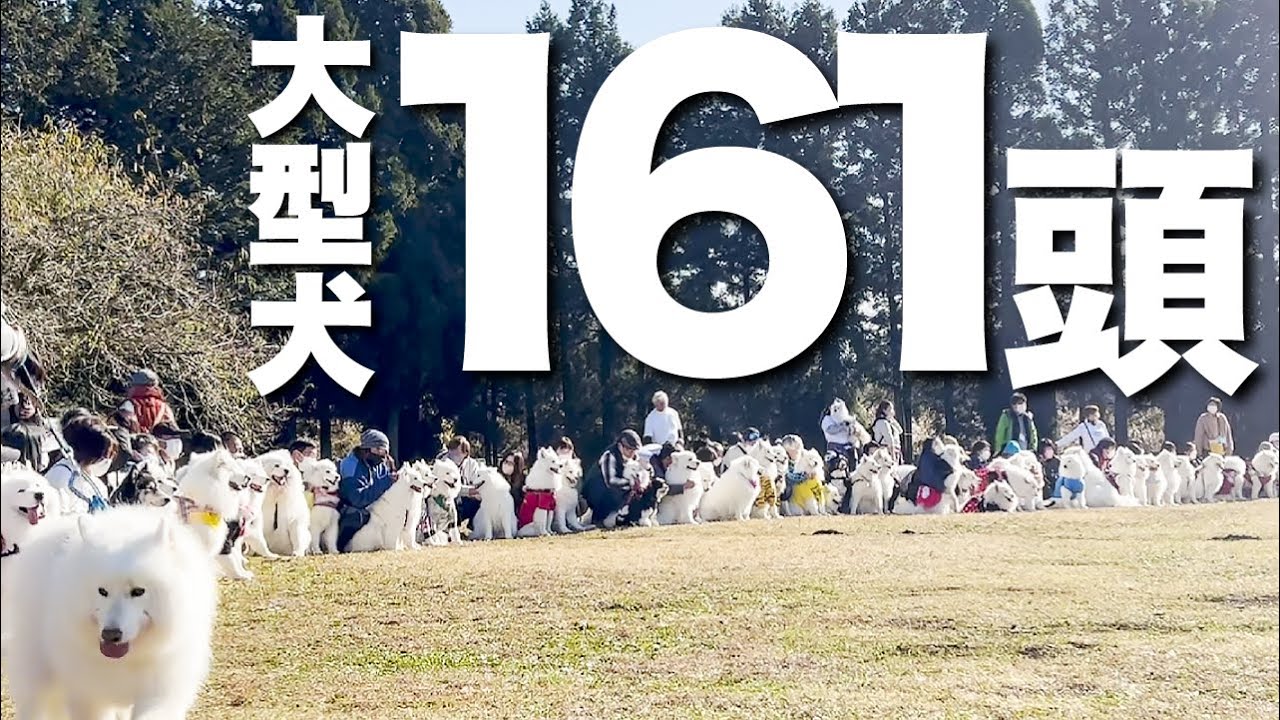 日本最大級のサモエド会に参加したらみんなモフモフすぎて天国でしたw｜オフ会in静岡 中編【サモエド】
