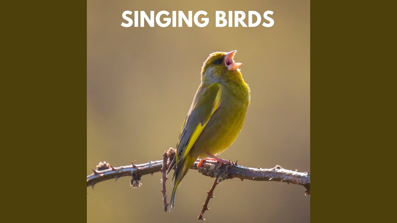 Springtime Birds