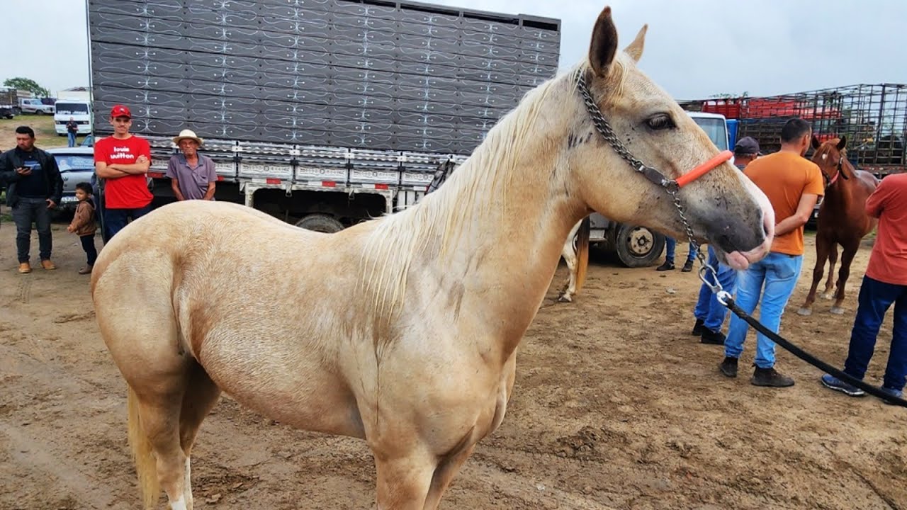 FEIRA DE CAVALOS EM CACHOEIRINHA-PE 07-08-2025 #nordeste