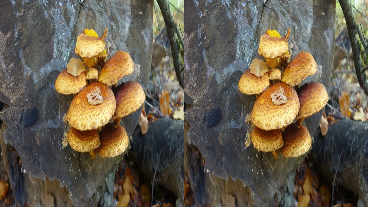 Mushrooms in late autumn, slide show 3D 4K hsbs 3840x2160 Xview in Spessart forest  / Germany