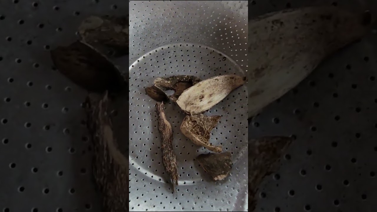 Hành Trình Lên Núi Thu Lại Trầm Hương Từ Mấy Anh Em Địu Núi Mới Về..