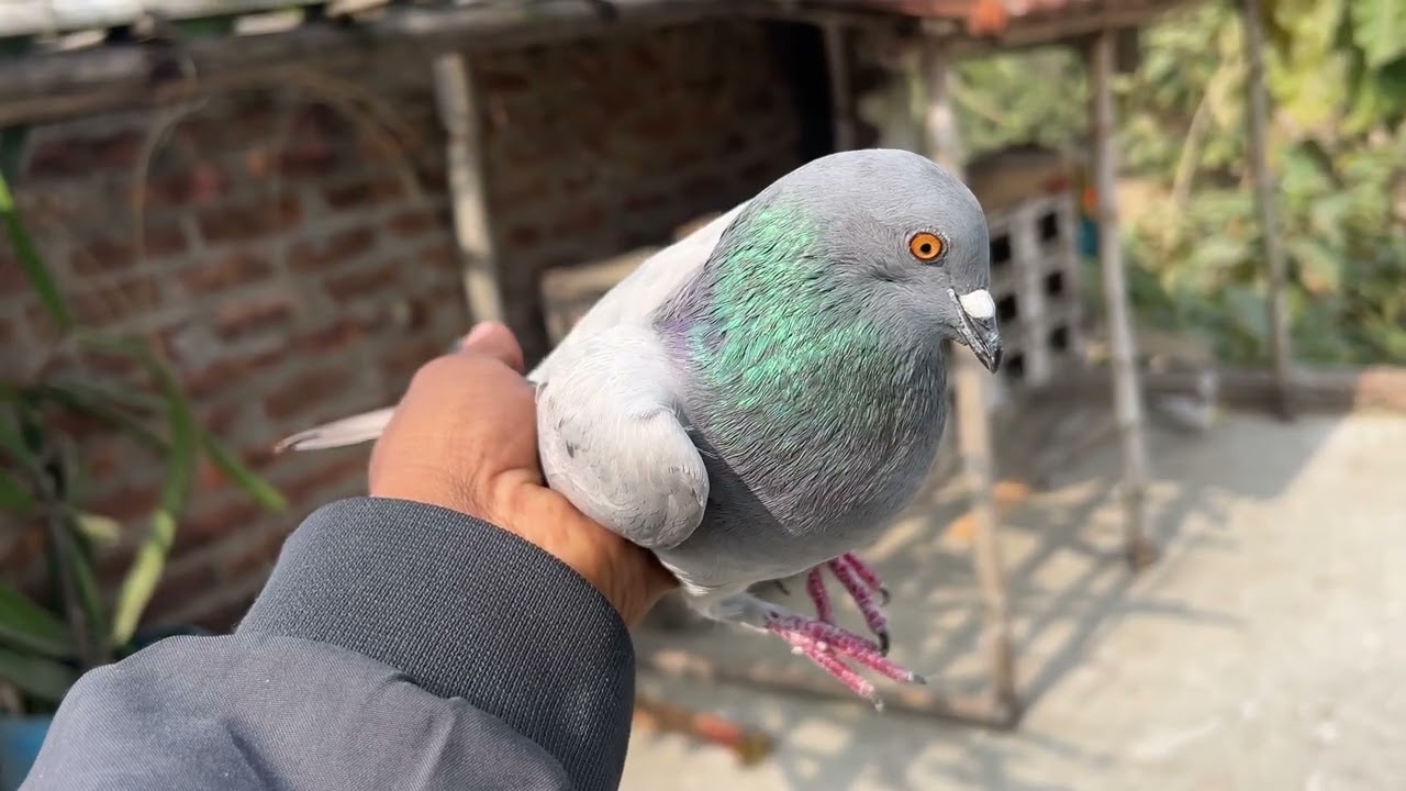 অন্য কারো পায়রা এসেছে 😲🕊️🧿