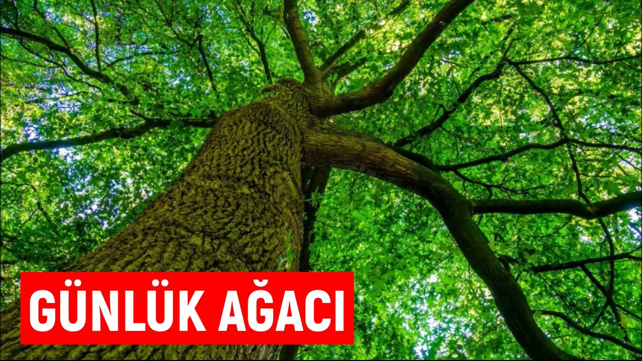 G&uuml;nl&uuml;k Ağacı Nedir Nerede Yetişir