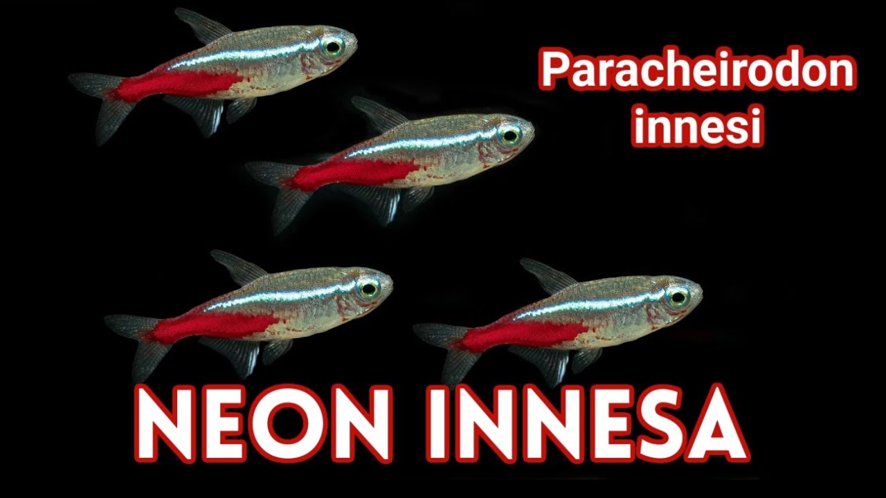 Neon Innesa / Paracheirodon innesi / Ładna i Łagodna Rybka Akwariowa