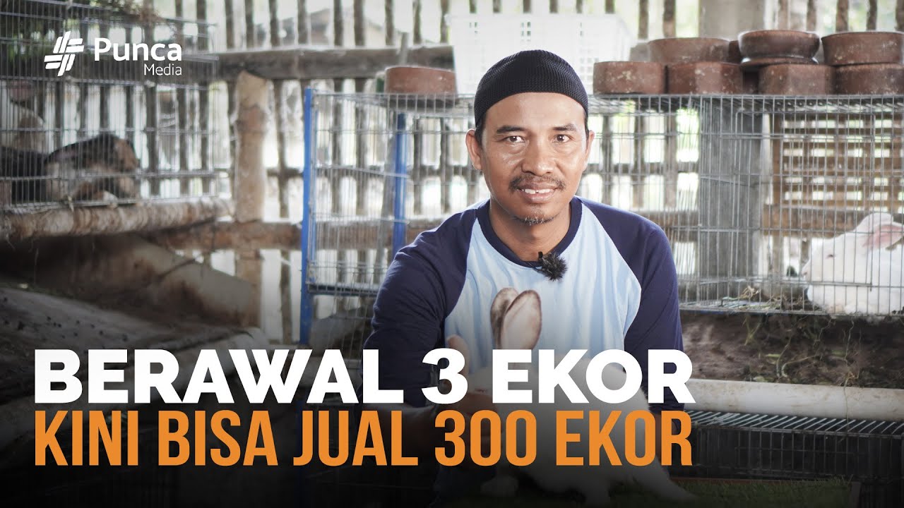 Cara Ternak Kelinci Hingga Bisa Jual 300 Ekor Perbulan, Mantan TKI Ini Punya Kunci Ternak Kelinci!