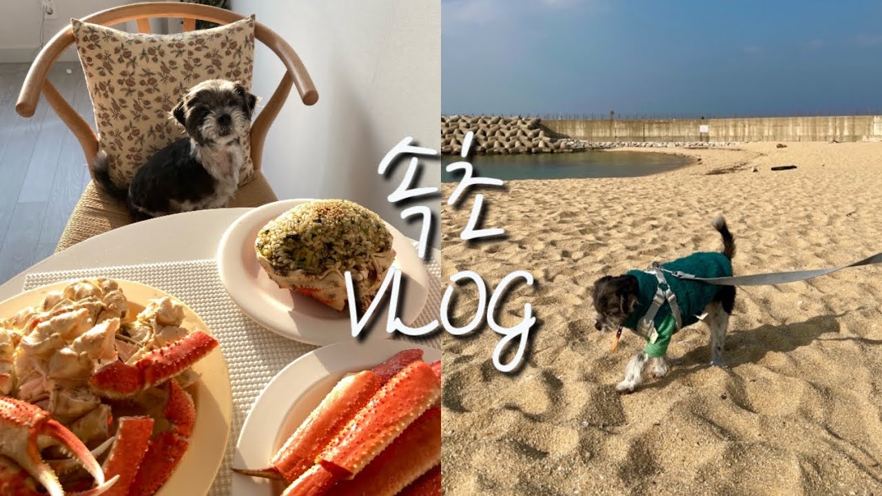 강아지랑 속초 여행 Vlogㅣ속초 애견동반 가능한 식당, 카페 추천ㅣ속초 중앙시장