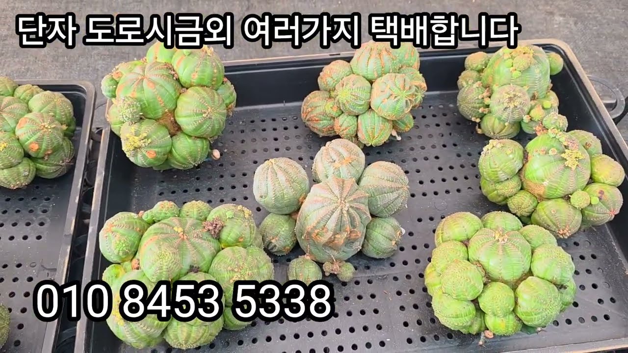 단자도로시금외  여러가지 택배합니다 주문주세요 