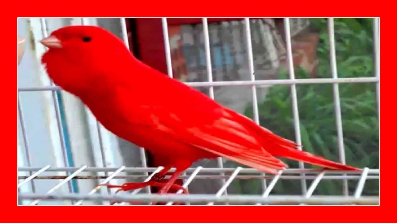 Канарское пение (100%) Пение канареек 🐦