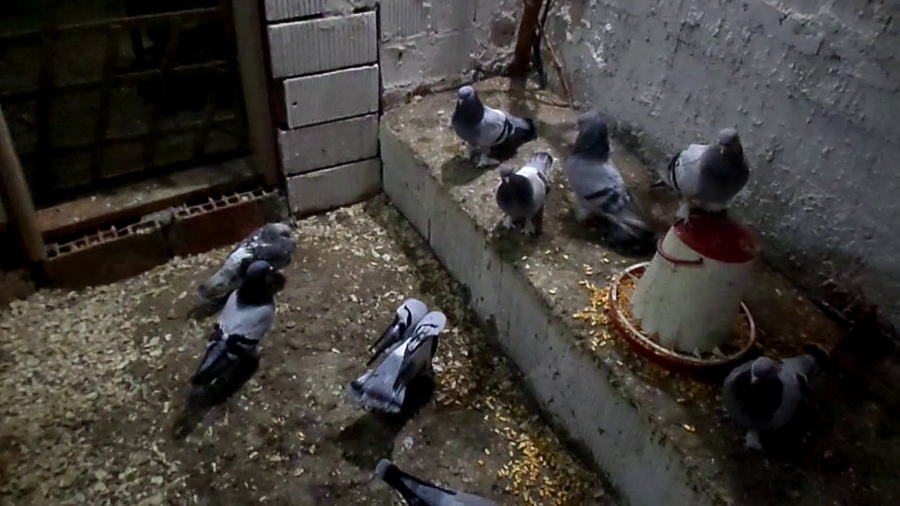 Bakıcı Güvercin Nasıl Yapılır Bakıcı Güvercin Altına Yumurta Nasıl Sürülmeli