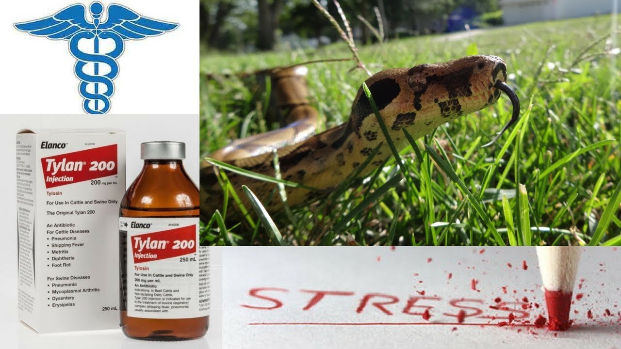 Snake Respiratory infection Tylan 200 R.I. treatment Snake stress