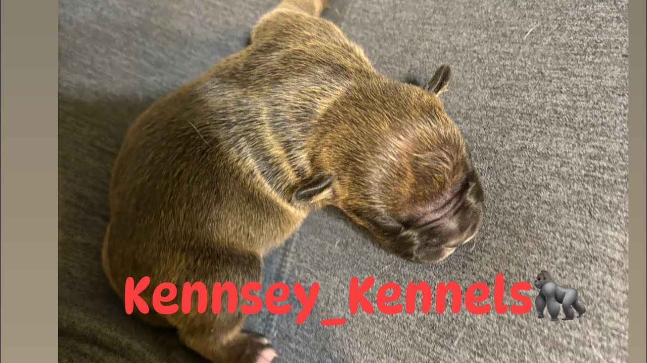 Этот помёт безупречен ‼️🦍🔥🔥🔥