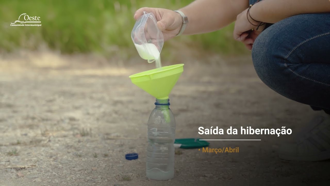 Vespa velutina - monitorização de armadilhas e remoção de ninhos  – ninhos primários