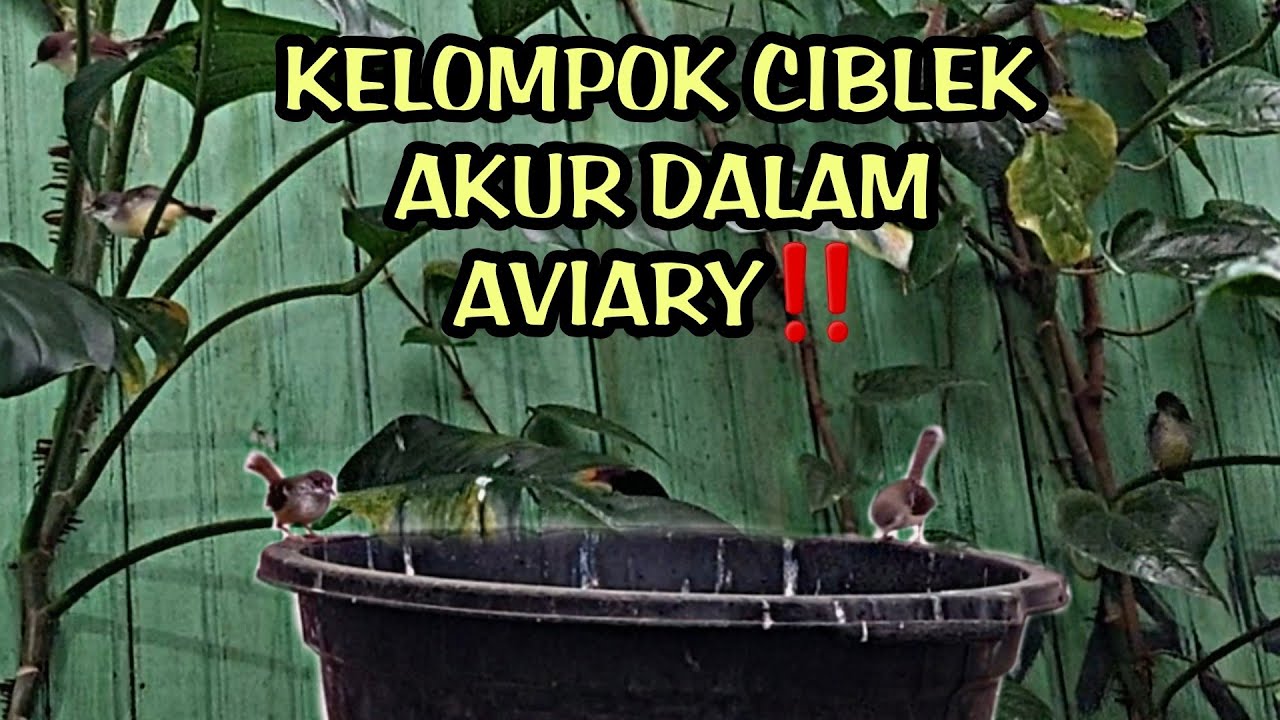 ANAK CIBLEK UDAH GEDE, MAKIN RAMAI AVIARY‼️
