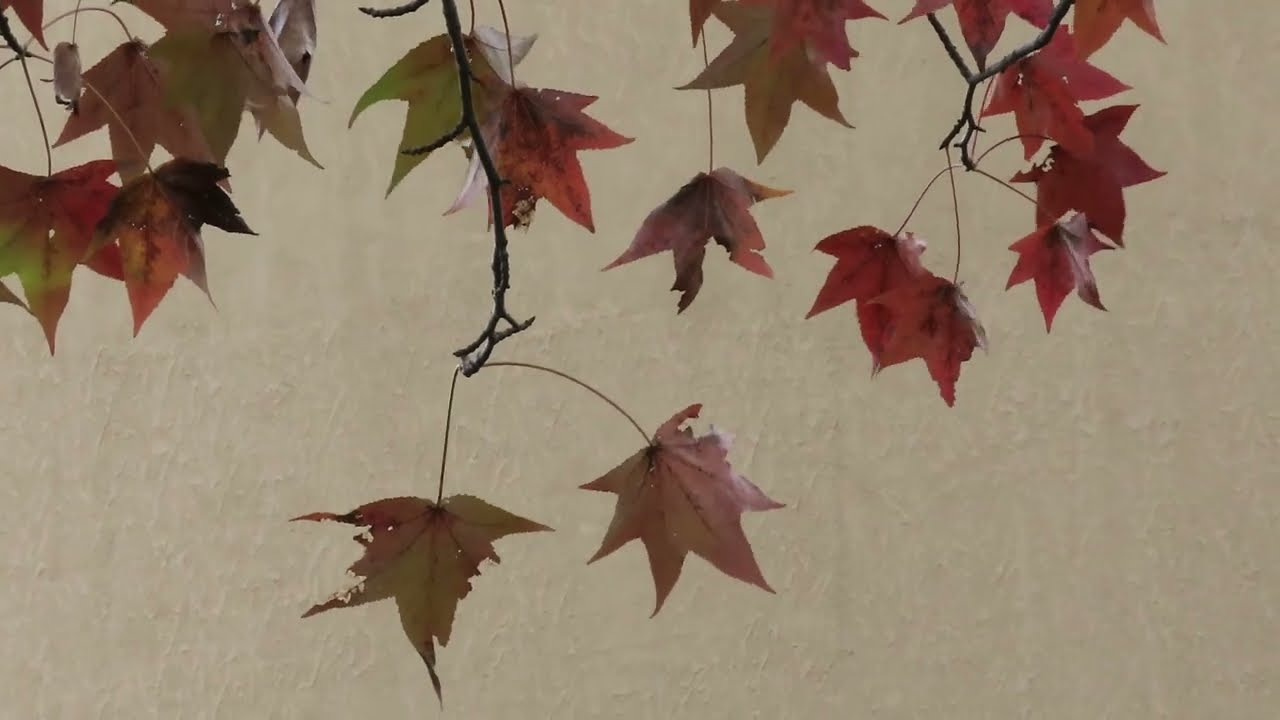 2025佐賀県立森林公園「紅葉 秋深まる」11月27日 ‐ Clipchampで作成
