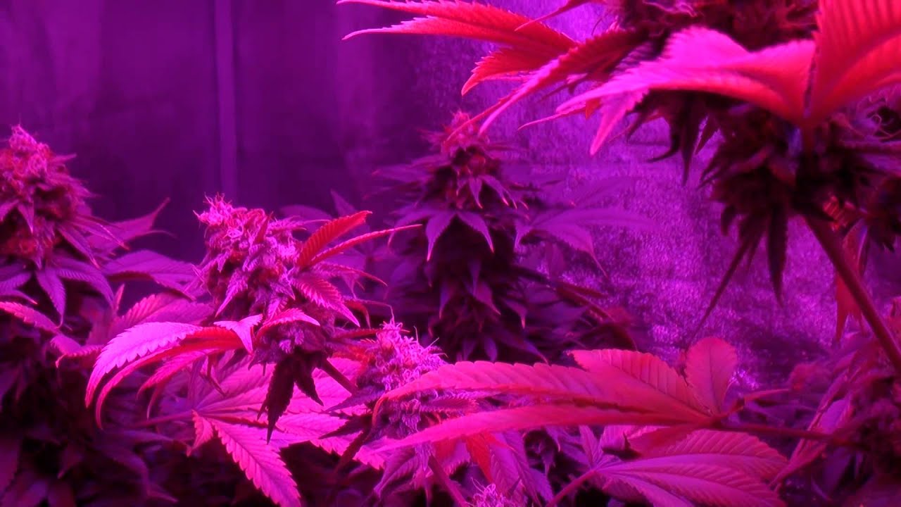 ULTIMATE LED TEST - Chrome 720w - Episode 9