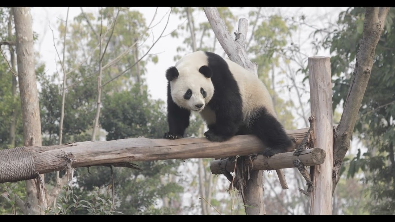 Conoce a Jin Xi y Zhu Yu, la futura pareja panda de Zoo Madrid