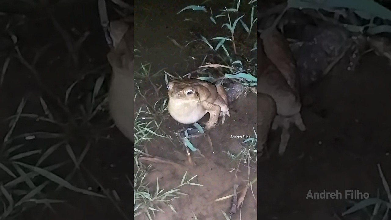 Sapo cururu cantando. Sapo com papo gigante coachando croac croac #shorts #shortvideos #viral #fyp