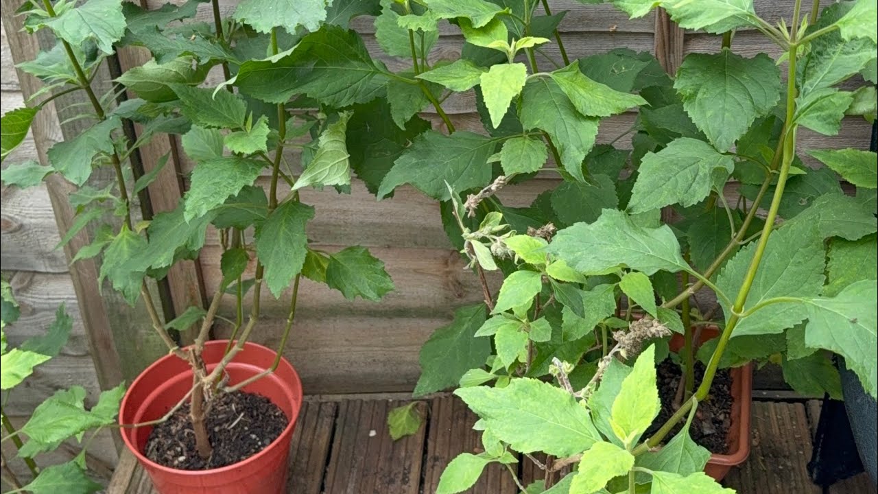 End of December 2025 Vegetable plants update Shoker bagan UK 