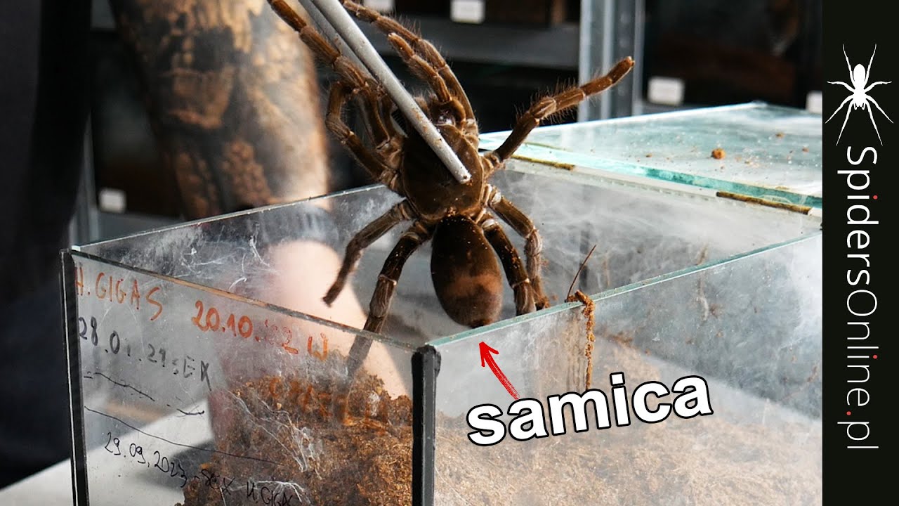 Odbieramy KOKON od wielkiej samicy Hysterocrates gigas - spidersonline.pl
