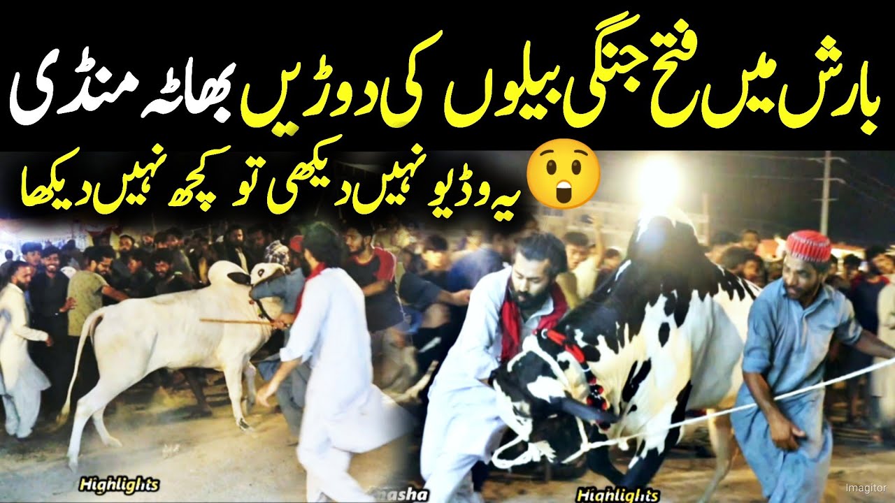 last Night bhaata chok mandi - Dangerous Fateh jang bulls 2023 - bakra Mandi 2023 - Qurbani 2023