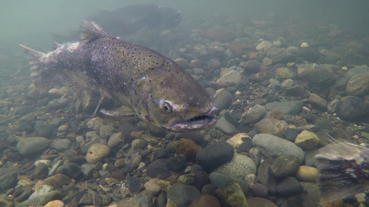 Feather River Fall Run Salmon