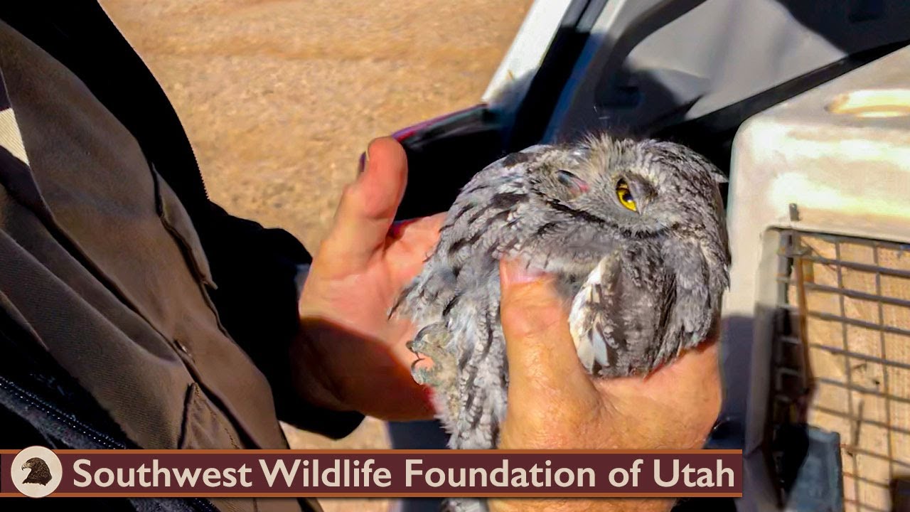 Release of a Screech Owl