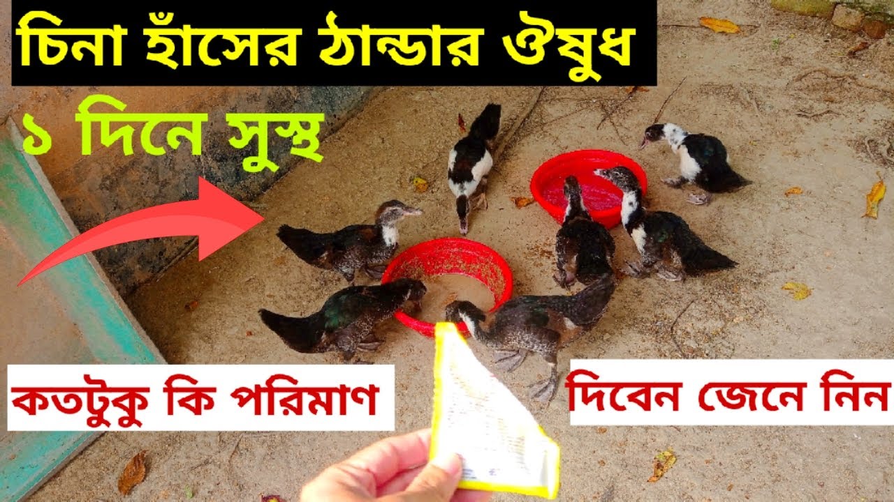 চিনা হাঁসের ঠান্ডার ঔষুধ। ১ দিনে সুস্থ হবে। ঐষুধের নাম এবং কতটুকু দিবেন জেনে নিন। @Rezuwan & Pets
