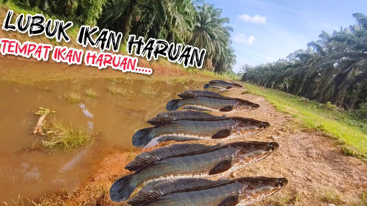 MENJALA DI LUBUKNYA IKAN PENGHUNI PARIT SAWIT 