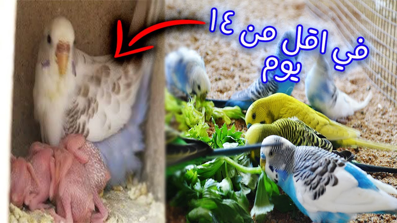 عصافيرك هتبيض في 14 يوم فقط لو اكلتهم الاكل دة و تحدي