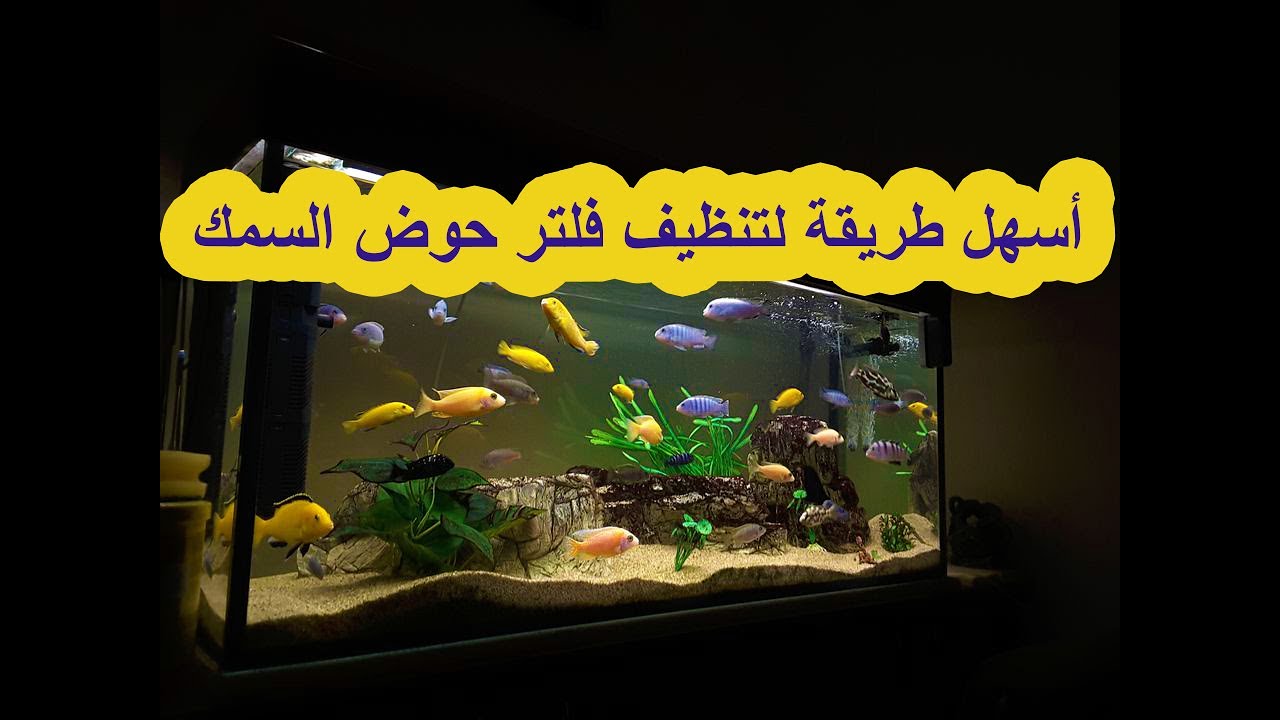 سر مياه حوض السمك النقية! 🐠 (دليل شامل لتنظيف فلتر حوض السمك خطوة بخطوة)