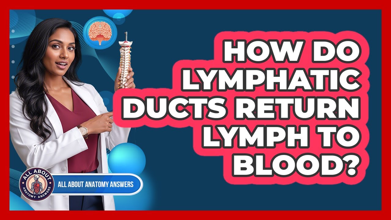 How Do Lymphatic Ducts Return Lymph To Blood?