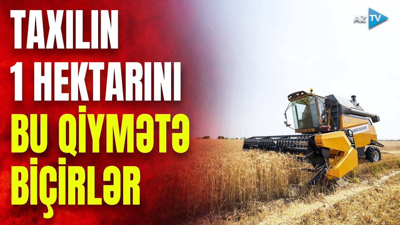 Taxıl sahəsinin 1 hektarının biçin qiyməti görün neçəyədir: kombaynlar hazır vəziyyətə gətirildi