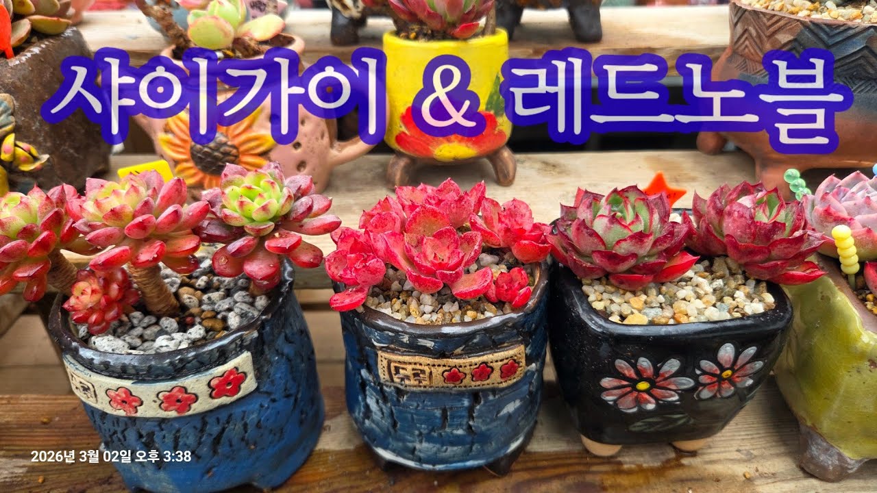 묵둥이 다육 샤이가이 & 레드노블 분갈이해요 💕 색감 예쁘고 목대 굵고 ~