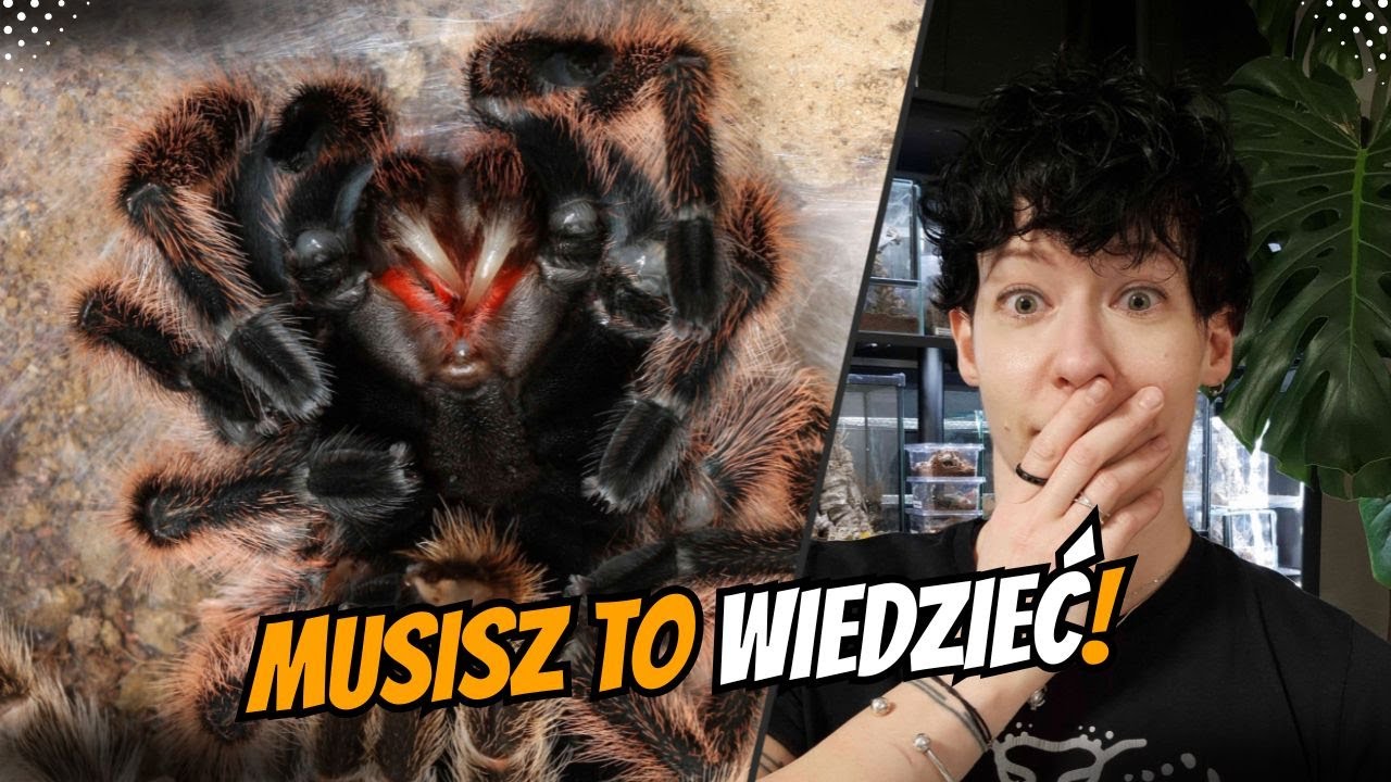 Nie zabij swojego pająka! 7 NAJCZĘSTSZYCH błędów początkujących 🕷️🚫