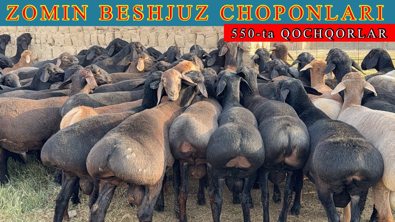 ZOMINLIK BOBUR CHOPONNI 550 ta QOZILARI SOTILADI SHOSHILING ARZON BOLDI 😱😱✅✅