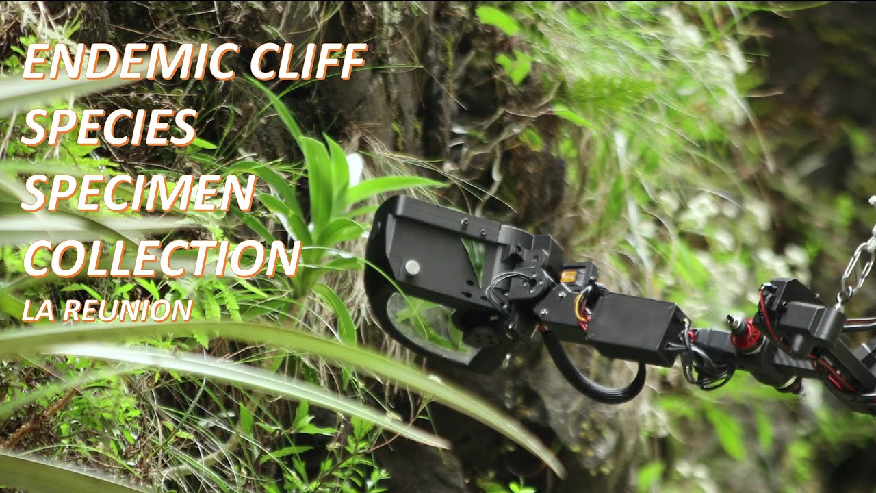 Mamba - Drone endemic cliff plant specimen collection in La Reunion