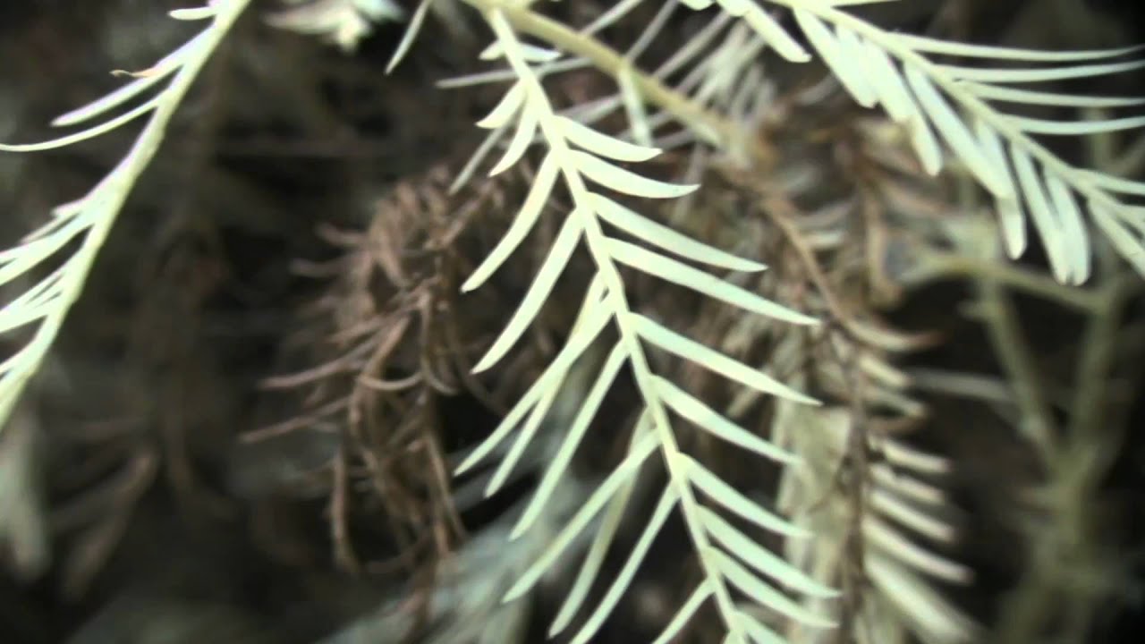 Revisiting Albino Redwoods, Biological Mystery: Science on the SPOT: