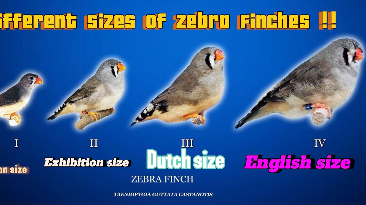 Zebra Finch Different Sizes | Common - Undersize - Exhibition - Dutch - English - Bahrain #viral