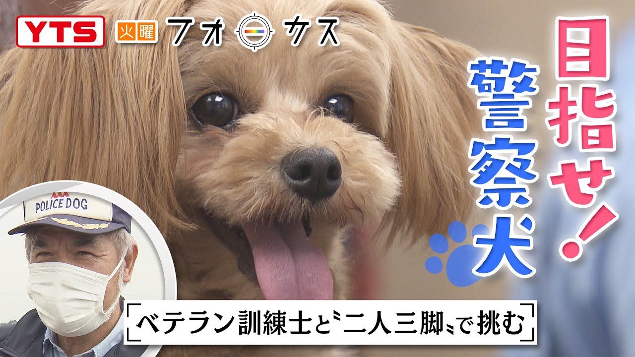 嘱託警察犬〝かわいすぎるワンちゃん〟ロン君「火曜フォーカス」