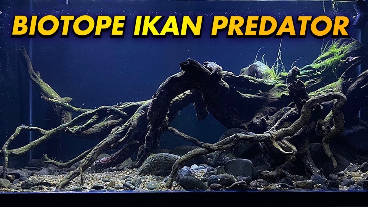 BIOTOPE ALAMI IKAN CHANNA AURANTI & FILTRASI AQUARIUM PREDATOR TERBAIK