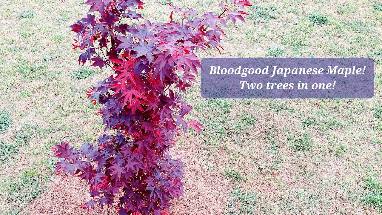 Japanese Maple has a secret!