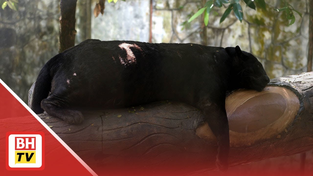 Dulu orang datang nak tengok Capybara dan Oyen, kini Apoh tarikan Zoo Negara