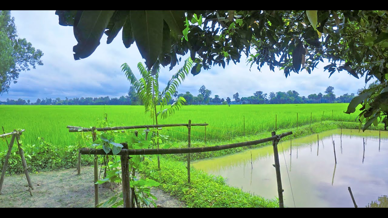 বৃষ্টি, কাদা আর প্রকৃতির হাসি – গ্রামীণ জীবন | The Beauty of Village Life  |