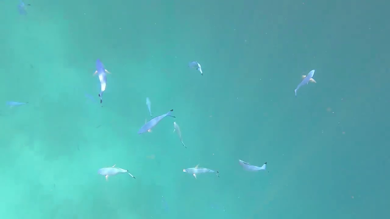 Moofushi Snorkelling