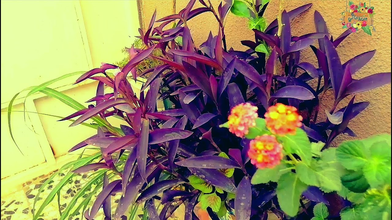 زراعة نبات المكحلة بدون تربة(Tradescantia)