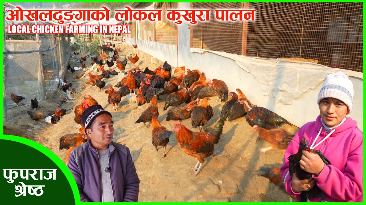 तीन जना साथीहरु मिलेर ओखलढुङ्गाबाट लोकल कुखुरा ल्याएर व्यवसाय सुरु गरे । LOCAL CHICKEN FARM IN NEPAL