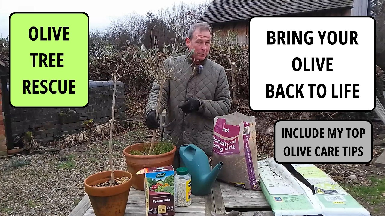 Olive Tree Care Top Tips | Olive Tree Rehabilitation