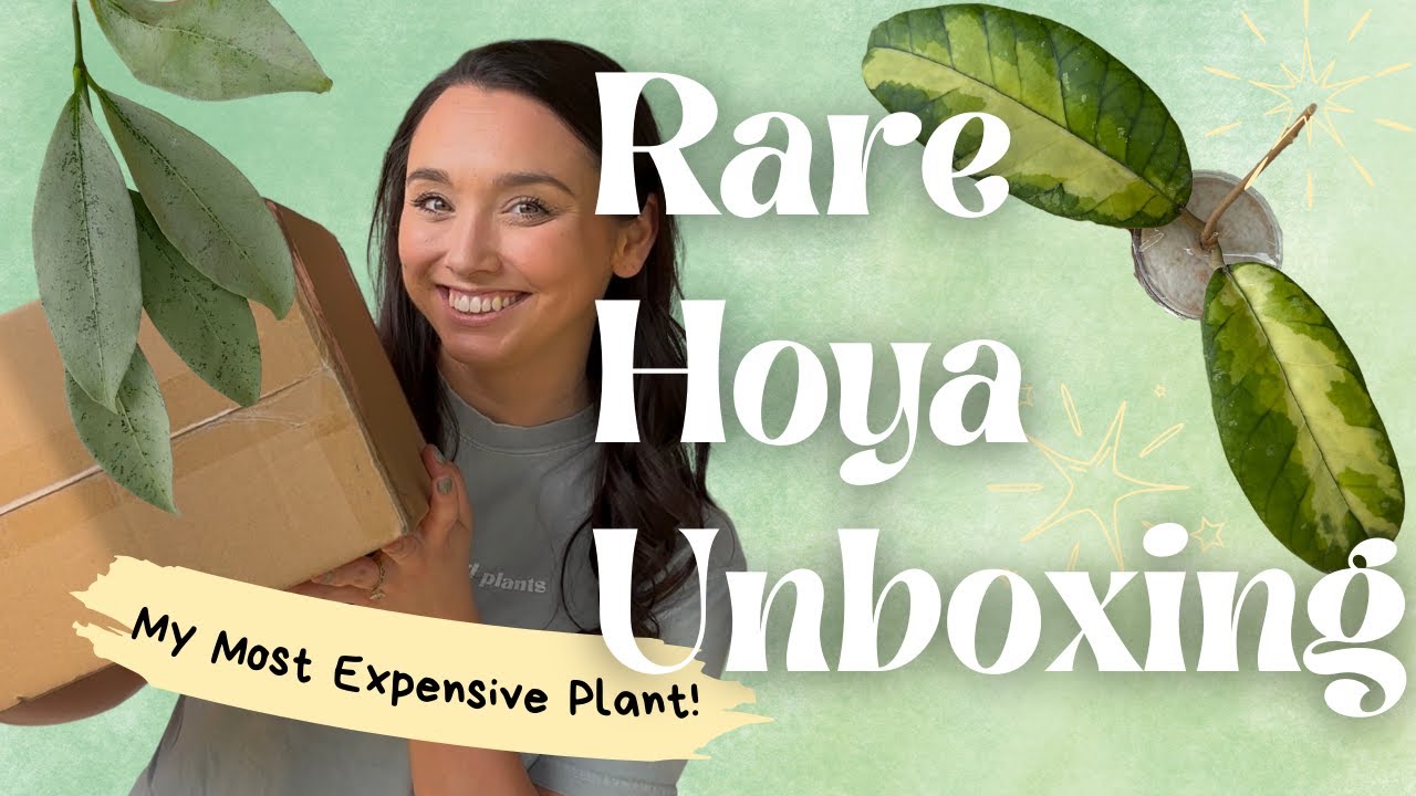 Rare Hoya Unboxing | My Most Expensive Plant Ever!